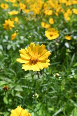 黄色の花　キバナコスモス