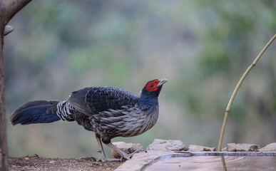 Kalij Pheasant (Lophura leucomelanos) Perching on ground at Sattal, Uttarakhand
