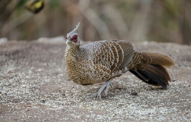 Kalij Pheasant (Lophura leucomelanos) Perching on ground at Sattal, Uttarakhand
