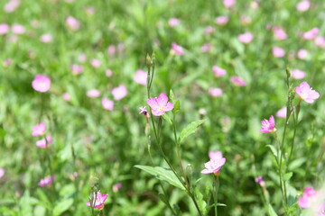 ピンク色の草花