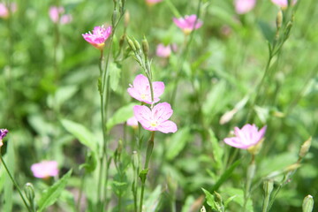 ピンク色の草花