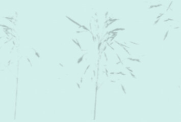 Summer background of plant shadows. Shadow of an exotic plant on a blue wall. Mockup