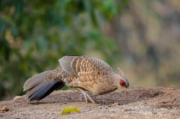 Kalij Pheasant (Lophura leucomelanos) Perching on ground at Sattal, Uttarakhand