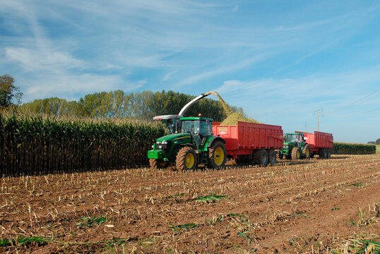 Ensilage ma&iuml;s. Ensileuse dans le champ