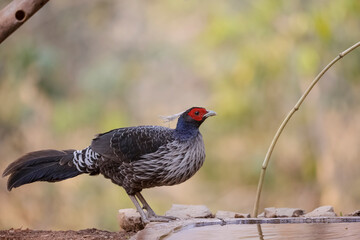 Kalij Pheasant (Lophura leucomelanos) Perching on ground at Sattal, Uttarakhand