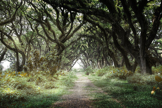 Misty forest tropical with path road and giant trees at Jawatan Benculuk Banyuwangi, Indonesia. Natural landscape background.	