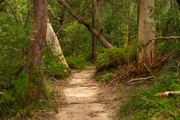 Forest Trail scene on Summer at Day Time. Nature Concept