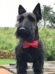 Scottish terrier dog wearing a christmas bow