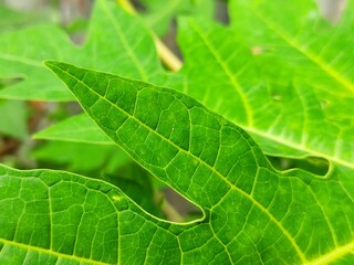 Beautiful green leaf texture in garden, and grass on the field green background. 