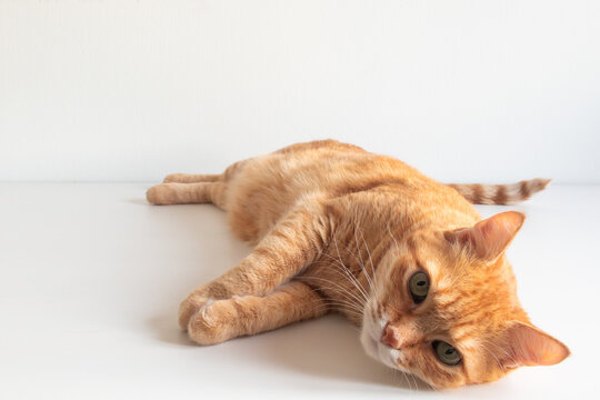 Cute ginger cat on white background. Adorable home pet stock photography. At the veterinarian