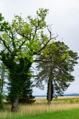 Chiemsee Fraueninsel Herreninsel