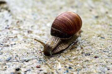 Schnecke