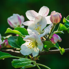 apple blossom - Apfelblüte