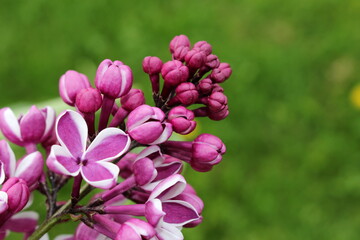 beautiful purple lilac in the garden, on a green blurred background