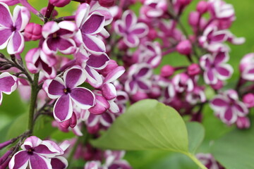 beautiful purple lilac in the garden, on a green blurred background