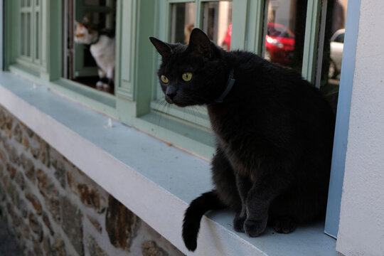 Chat Assis Images Parcourir 185 Le Catalogue De Photos Vecteurs Et Videos Adobe Stock