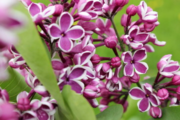 beautiful purple lilac in the garden, on a green blurred background