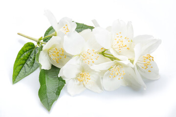 Blooming jasmine flowers isolated on white.