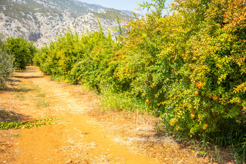 Pomegranate gardens near Karain Cave, Antalya, Turkey