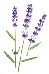 Lavandula or lavender on white background.