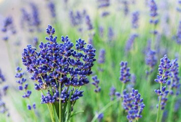Obraz premium Bunch of fresh lavandula. Field of young lavender flowering plants at the background.