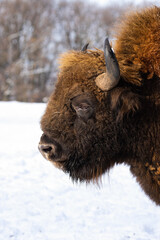 Fluffy head of adult european bison, bison bonasus, with snow in background. Vertical portrait of a wisent with winter fur in the forest. Close up of wild mammal with horns looking angry. Endangered © WildMedia