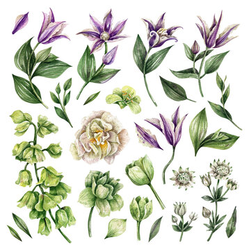 Collection of watercolor elements - flowers, herbs, leaf. DIY flower elements collection - perfect for flower bouquets, wreaths, arrangements, postcards, wedding invitations, anniversary, birthday