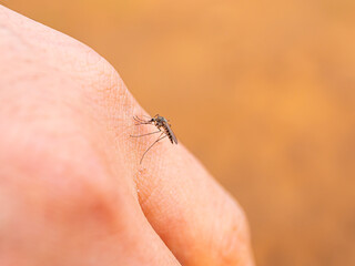 macro shot of a mosquito on the hand - obrazy, fototapety, plakaty