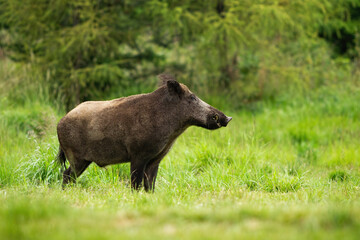 Adult wild boar, sus scrofa, with big snout standing tranquil in green forest. Massive wild animal observing habitat alone. Interested beast captured with copy space in rainy season.