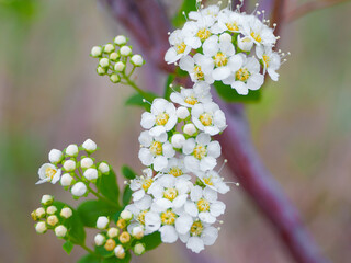 macro shot of  small white flowers