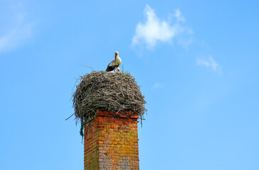A large nest of storks on an old brick chimney of a plant. Storks in the nest - obrazy, fototapety, plakaty