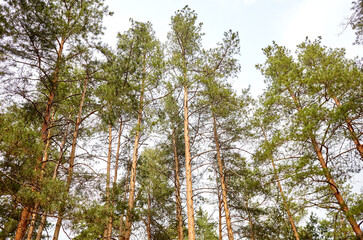 Forest against the sky. Pine trees against a blue sky with clouds on a sunny day