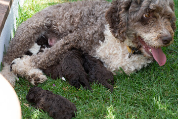 Perro de agua español