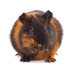 Guinea pig isolated.