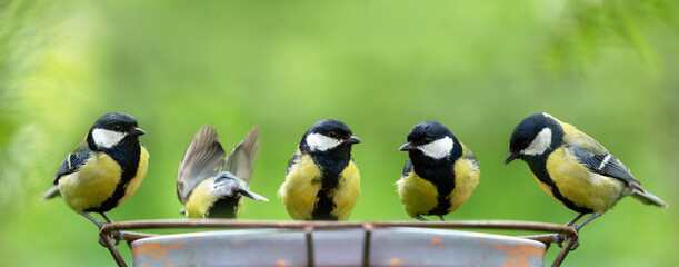 Little birds sitting on a feeder. Great Tit (Parus major) - obrazy, fototapety, plakaty