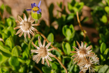 Macro view of a dead blue flowers