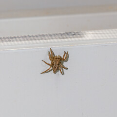 Macro photo of a spider on a white plastic frame of window