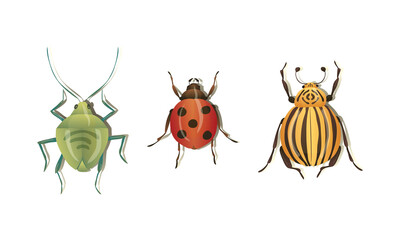 Bugs and Beetle as Coleoptera Insects with Elytra Vector Set