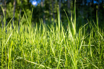 green grass in the wind