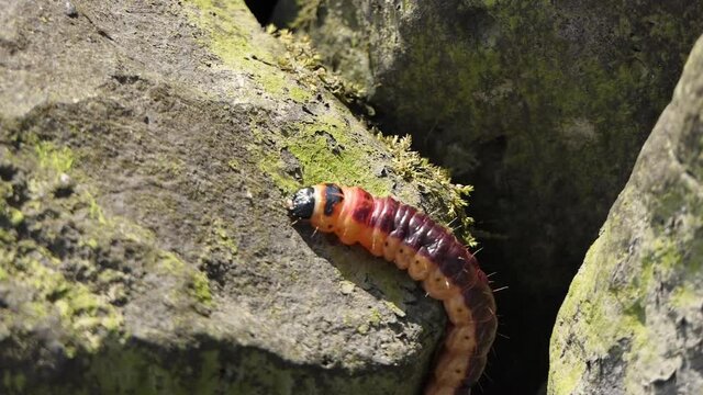 Willow Drill Caterpillar climbs on a rock and crawls past. Close-up