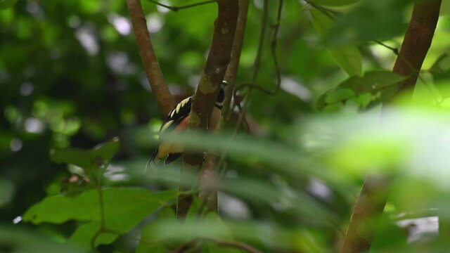 Black-and-yellow Broadbill, Eurylaimus ochromalus, Kaeng Krachan National Park; partially hidden behind the branch where it is perching on and carefully looking around and below.
