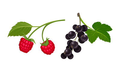 Black Currant and Raspberry Branch with Berries and Green Fibrous Leaves Vector Set