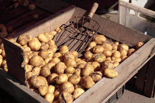 Freshly harvested potatoes in a wooden crate with old metal pitchfork. Organic vegetables at outdoor market or farm setting in natural sunlight