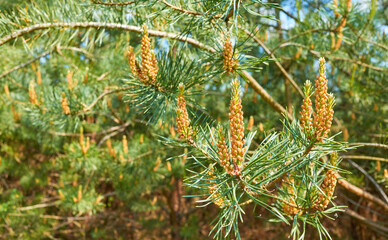 Close up picture of pine tree male pollen cones, selective focus.