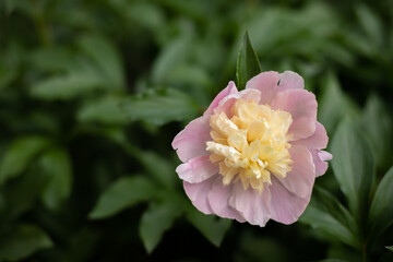 Peony
