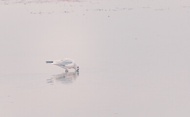 Möwen auf Futtersuche am Strand von Cuxhaven an der deutschen Nordseeküste bei Ebbe. Einsamer...