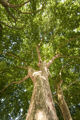 Acer platanoides Drummondii big tree detail view. Nature plants photography. Amazing light in the middle of the day.