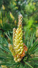 Inflorescence of a fluffy young blooming pine cone. Flowering mediterranean pine on springtime.