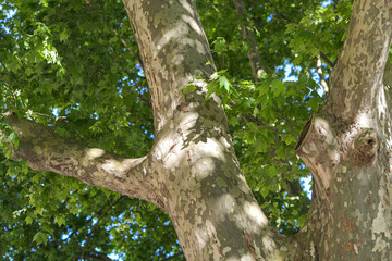 Obraz premium Acer platanoides Drummondii big tree detail view. Nature plants photography. Amazing light in the middle of the day.