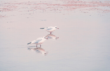 Möwen am Strand von Cuxhaven an der deutschen Nordseeküste bei Ebbe. Einsamer Strand an der...